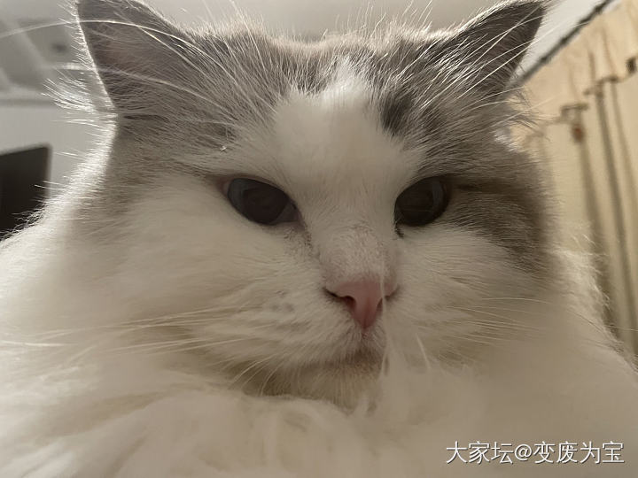 趴在我胸口上想心事_猫