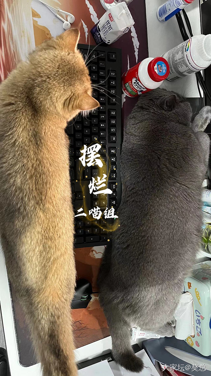 獒总：最近妈有开始焦虑了，我得给妈分担下……_猫