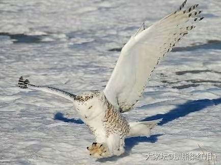 雪鸮，一种气质出众，坚持犯蠢的猛禽！_鸟