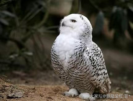 雪鸮，一种气质出众，坚持犯蠢的猛禽！_鸟