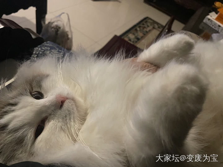 就靠你陪我玩了_宠物健康猫