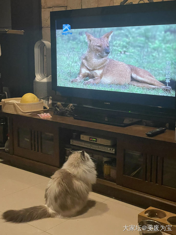 老虎喜欢看野狗的故事😜_闲聊大家谈宠物猫