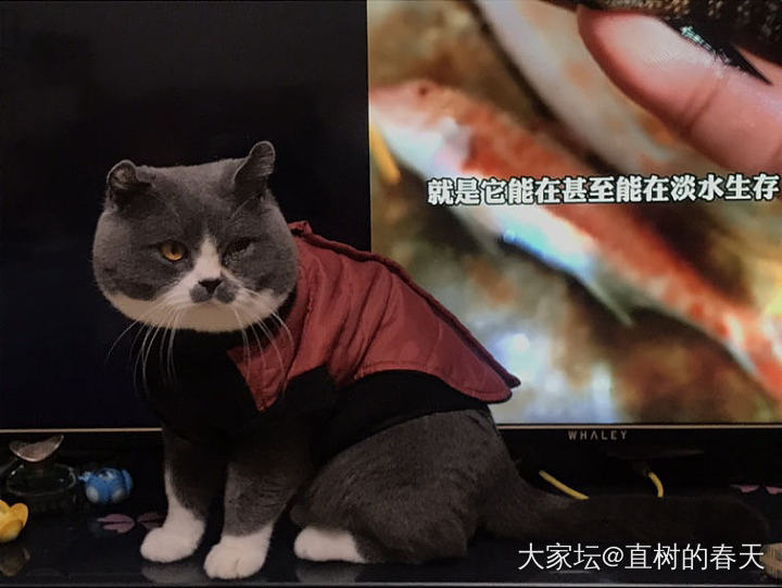 老虎喜欢看野狗的故事😜_闲聊大家谈宠物猫