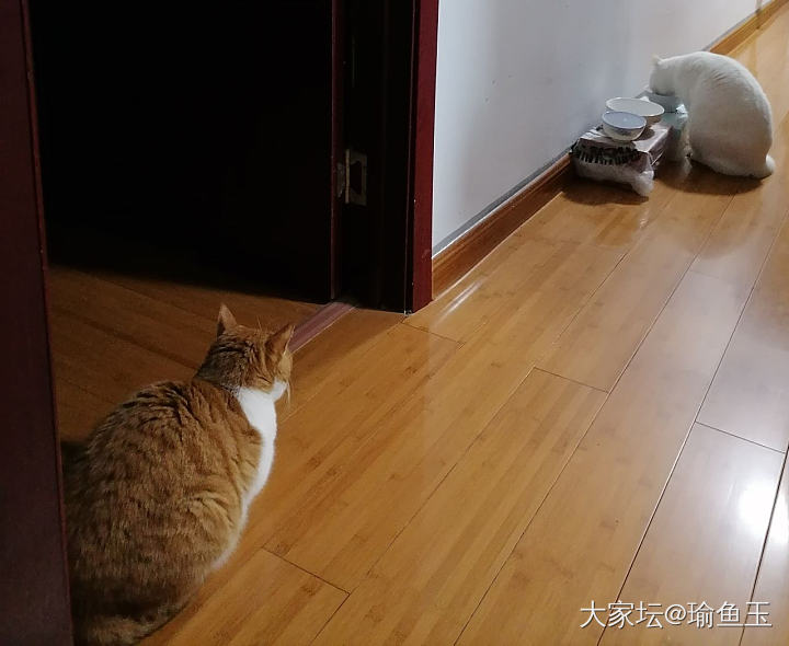 白猫的黑影子成精啦！_猫