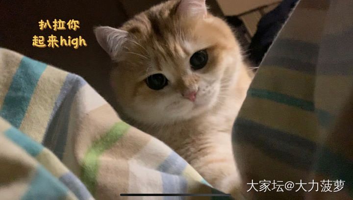 熬妈👩🏻专业户_猫