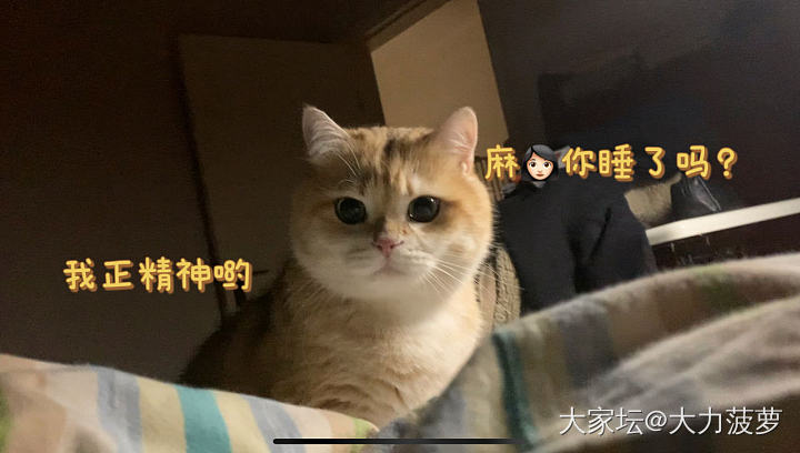 熬妈👩🏻专业户_猫