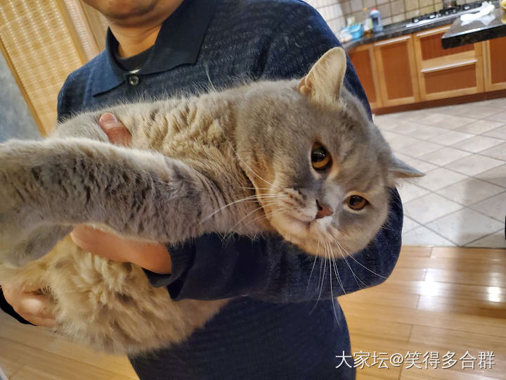 熬妈👩🏻专业户_猫