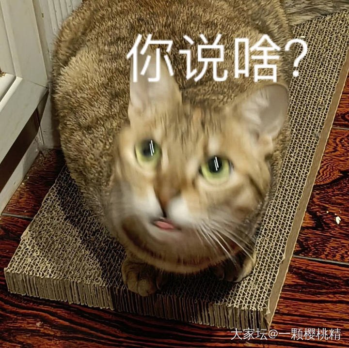 晒一个无意中拍下来的猫猫头表情包_猫宠物