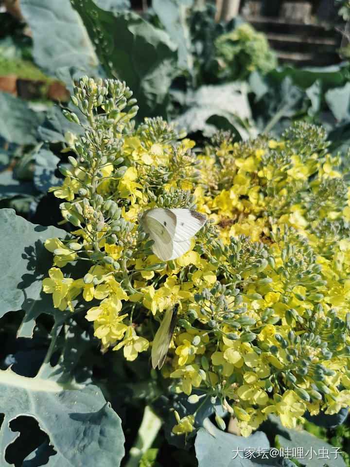 今日最佳捧花_植物