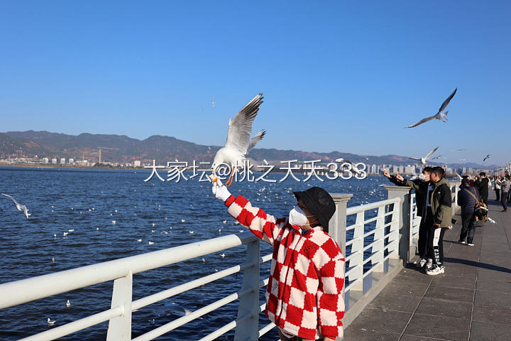 丽江的海鸥都已经被喂饱了_旅游
