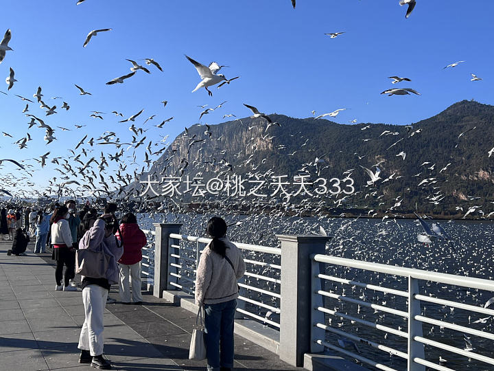 丽江的海鸥都已经被喂饱了_旅游