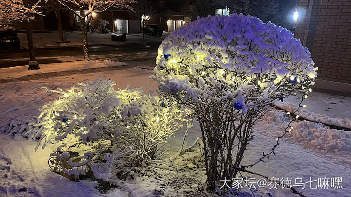 瑞雪照丰年，大年初一的瑞雪_景色