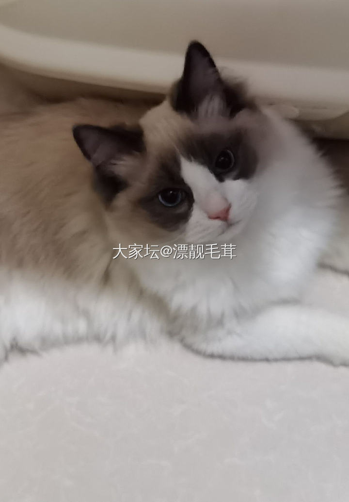 我的淘气包孙孙_猫