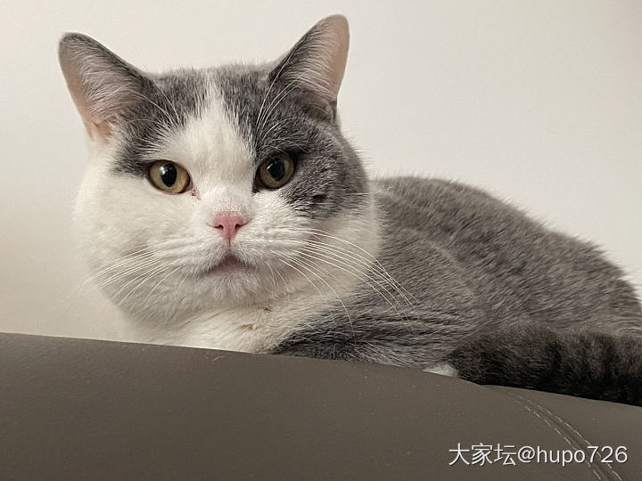 小猫变猪咪_猫宠物