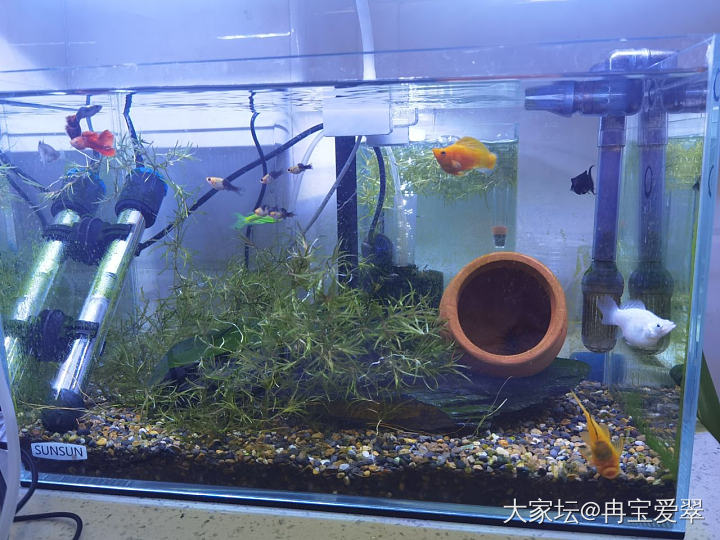 上班啦
单位里喜欢养鱼的小青年 整了好些小鱼
有一条白色的鱼 同事说它怀孕了
结...