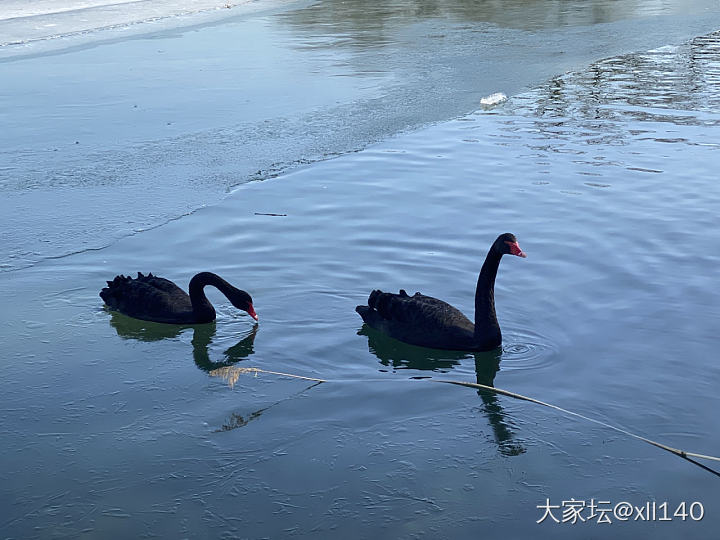 美丽优雅～_鸟