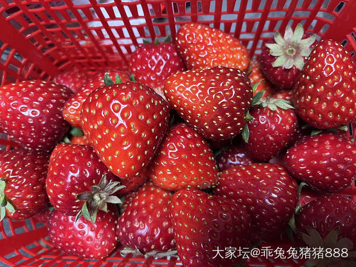 这个草莓诱人吗_水果
