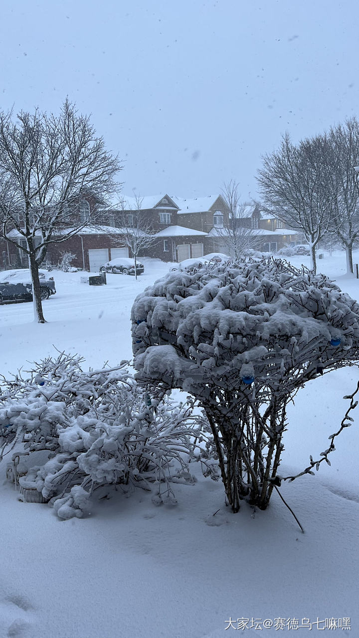 闲看雪落_景色