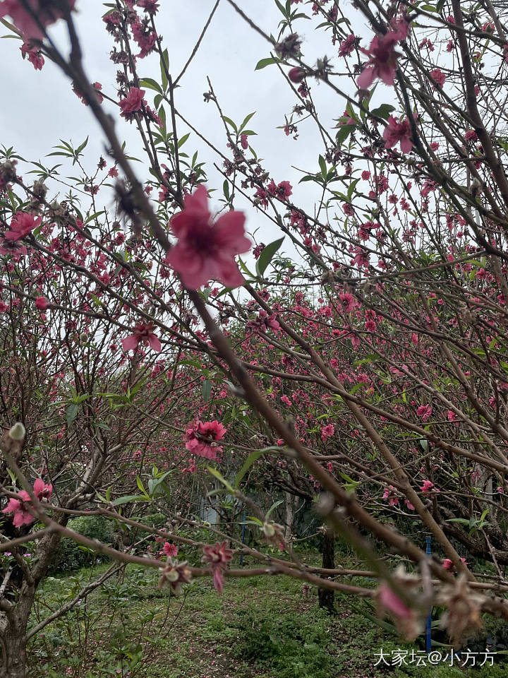 百花齐放_花