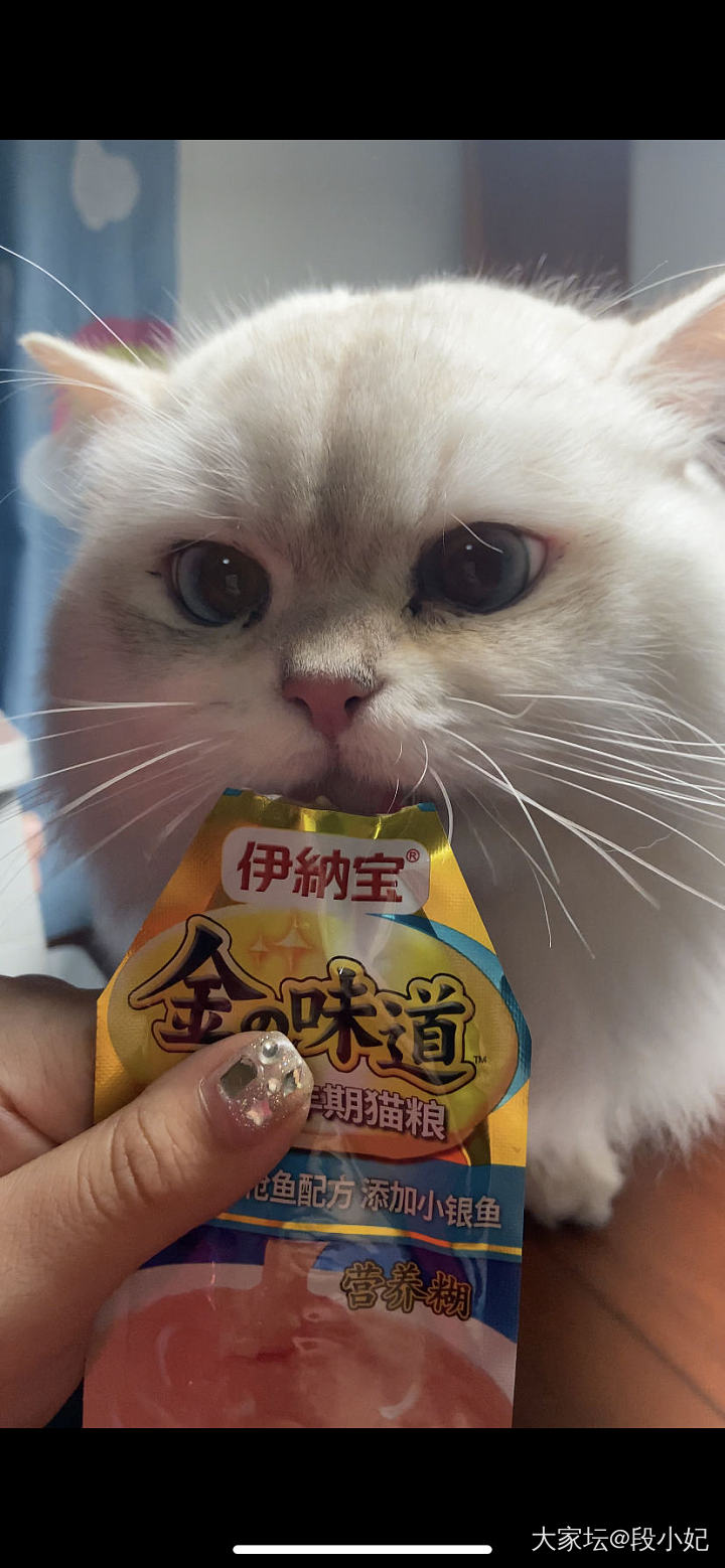 球公子一岁半_宠物猫