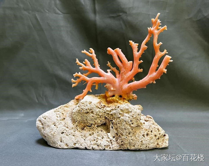 得了几个还长在珊瑚石是的aka 和momo_珊瑚