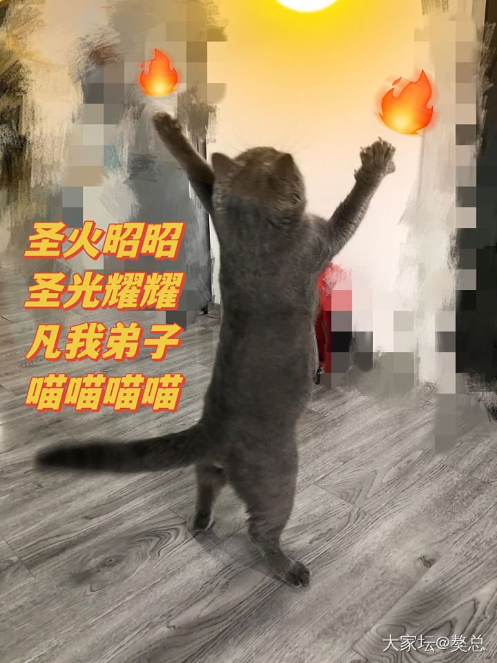 獒总：本喵年轻时入会的皂骗_猫