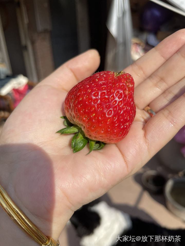 妈种的草莓丰收啦_美食