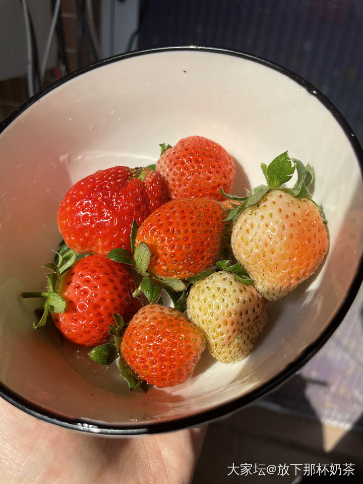 妈种的草莓丰收啦_美食