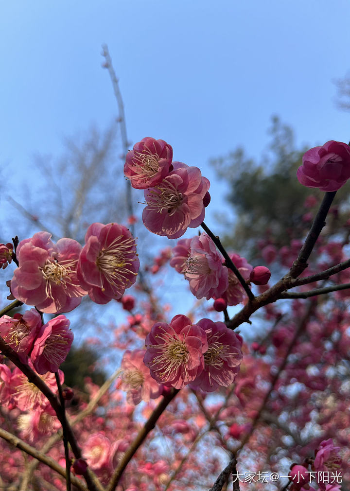 春天来啦，晒晒你拍的春天😄_闲聊