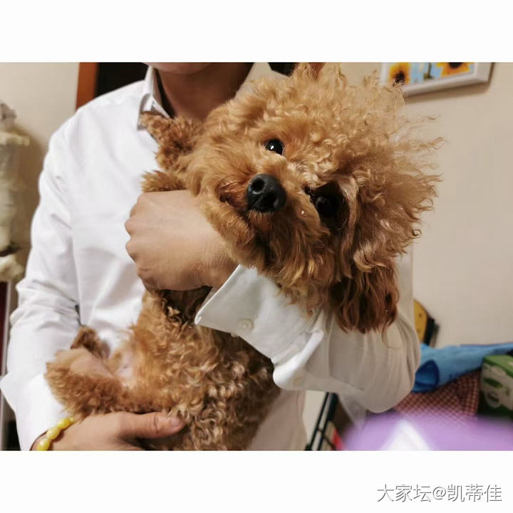 笑死了，关于我网名的由来是来自亲手给我爸妈抱来的小狗子🐶