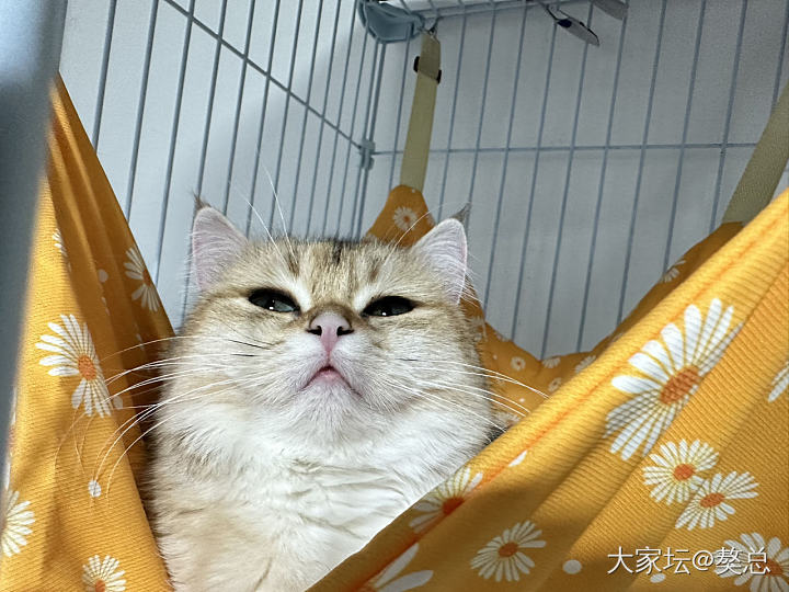 獒总：猫猫我啊5岁呐😸_宠物猫