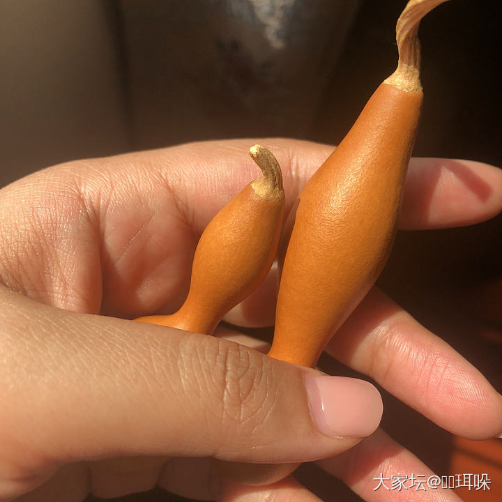 天气真好，娃娃们出来晒太阳啦！_葫芦