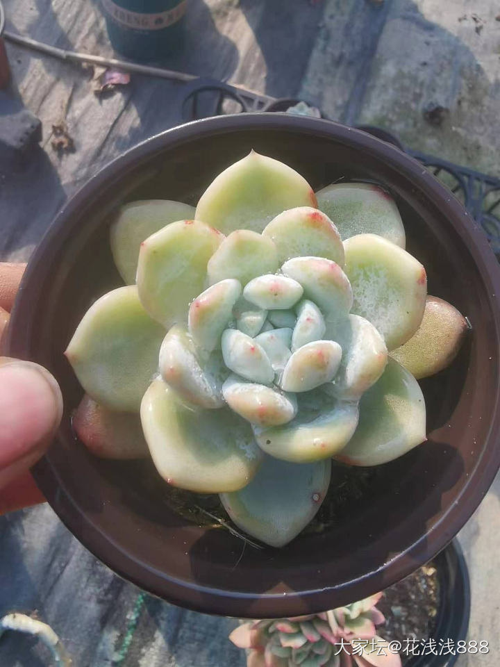 自家大棚自己种的