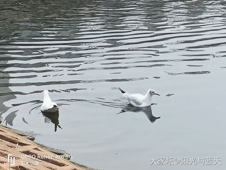 海鸥_鸟