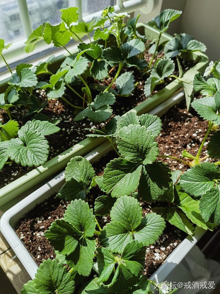 随便种的花花草草果果_植物