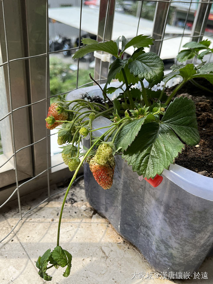 草莓🍓_植物果园