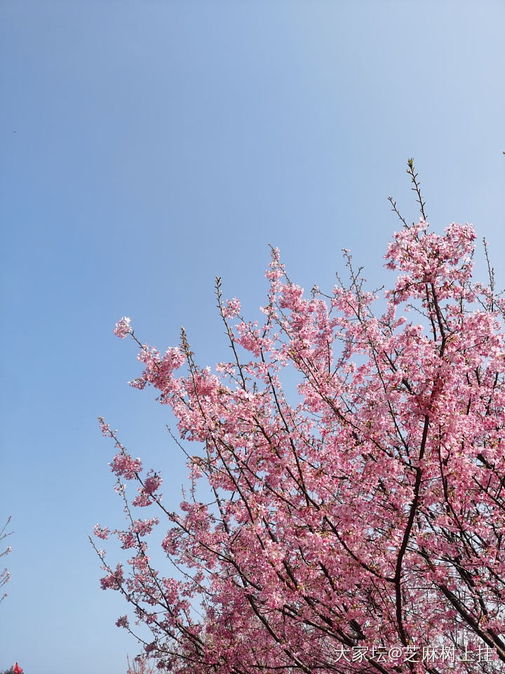 今天去了乌泱乌泱的樱花园_花