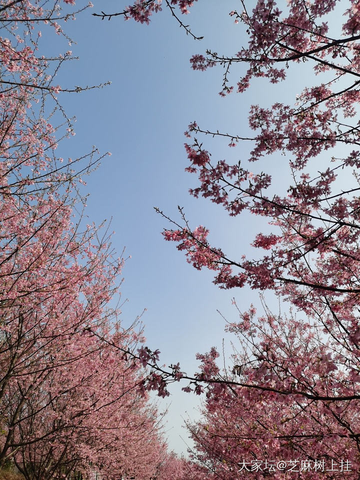 今天去了乌泱乌泱的樱花园_花