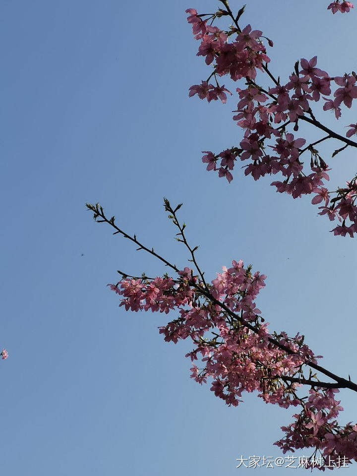 今天去了乌泱乌泱的樱花园_花