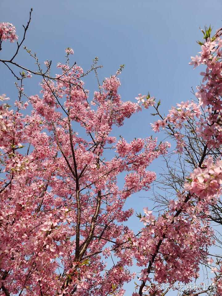 今天去了乌泱乌泱的樱花园_花