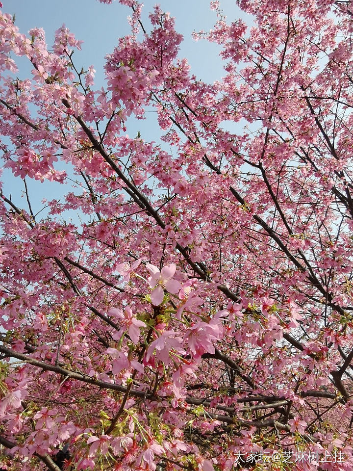 今天去了乌泱乌泱的樱花园_花