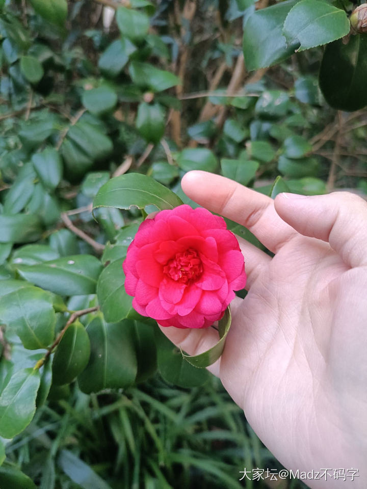 杭州植物园，玉兰花接档梅花，一朵艳丽的山茶花，以及韩美林艺术馆
走啊走，走啊走，..._博物馆