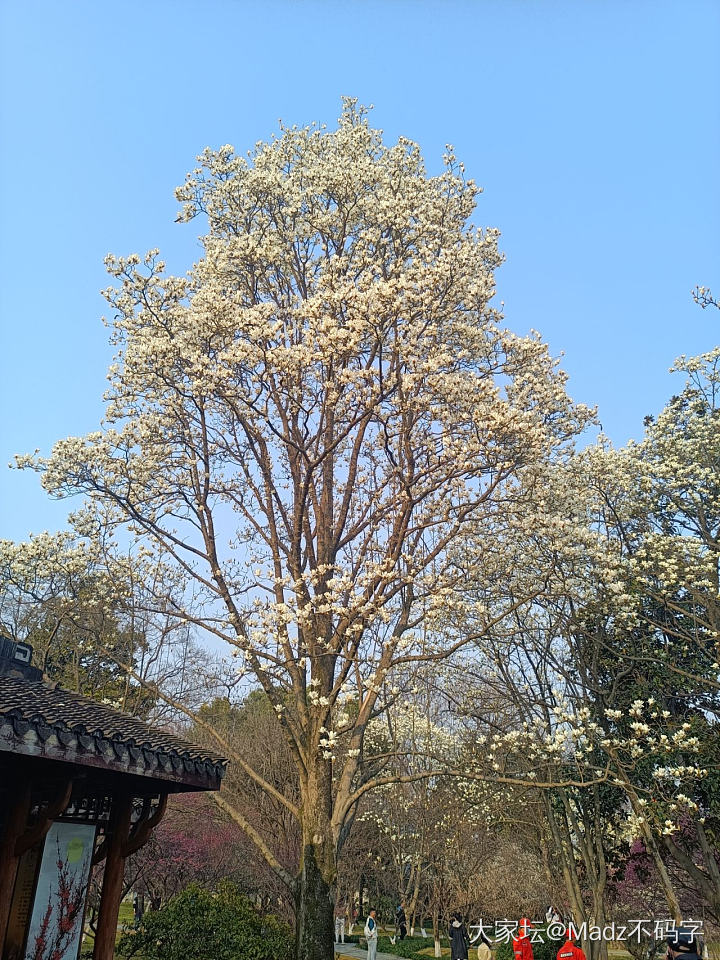 杭州植物园，玉兰花接档梅花，一朵艳丽的山茶花，以及韩美林艺术馆
走啊走，走啊走，..._博物馆