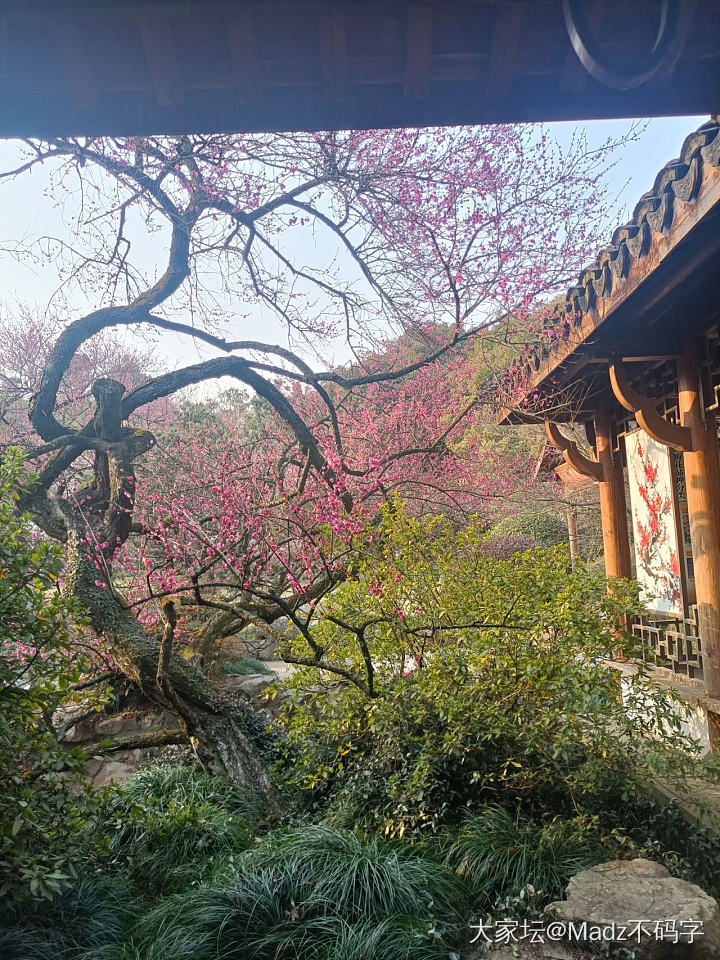 杭州植物园，玉兰花接档梅花，一朵艳丽的山茶花，以及韩美林艺术馆
走啊走，走啊走，..._博物馆
