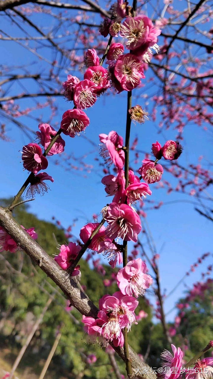 花开的真美！樱花-桃花-玉兰花开！_花银