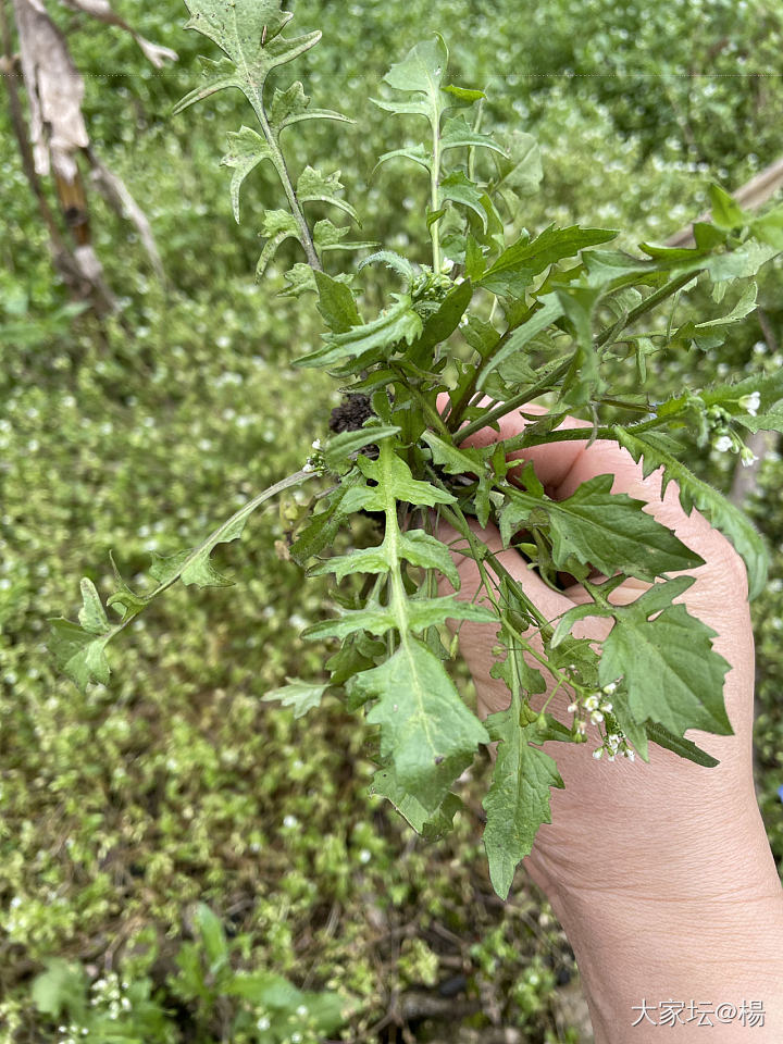 是荠菜嘛？是我可挖了_食材植物