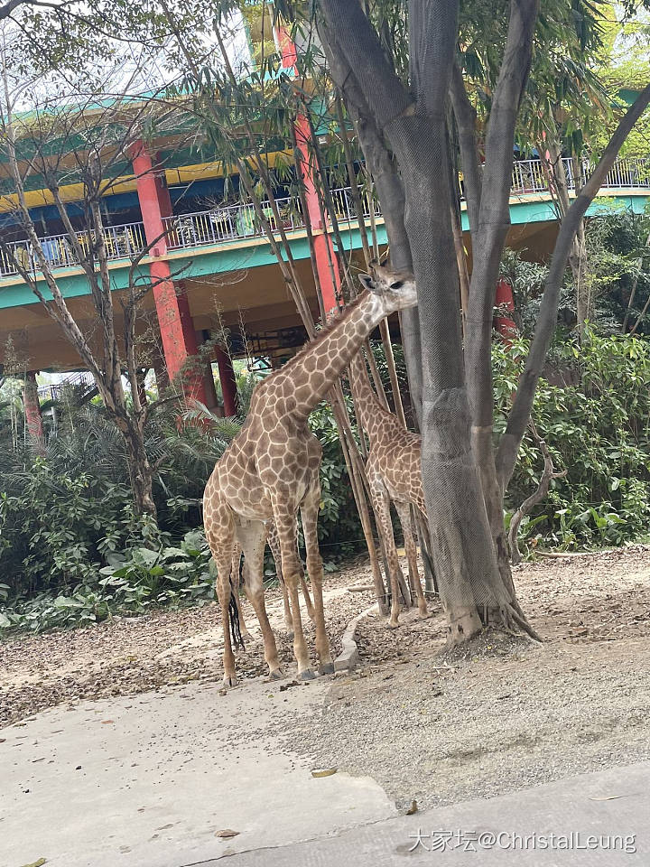 三八逛长隆_节日旅游