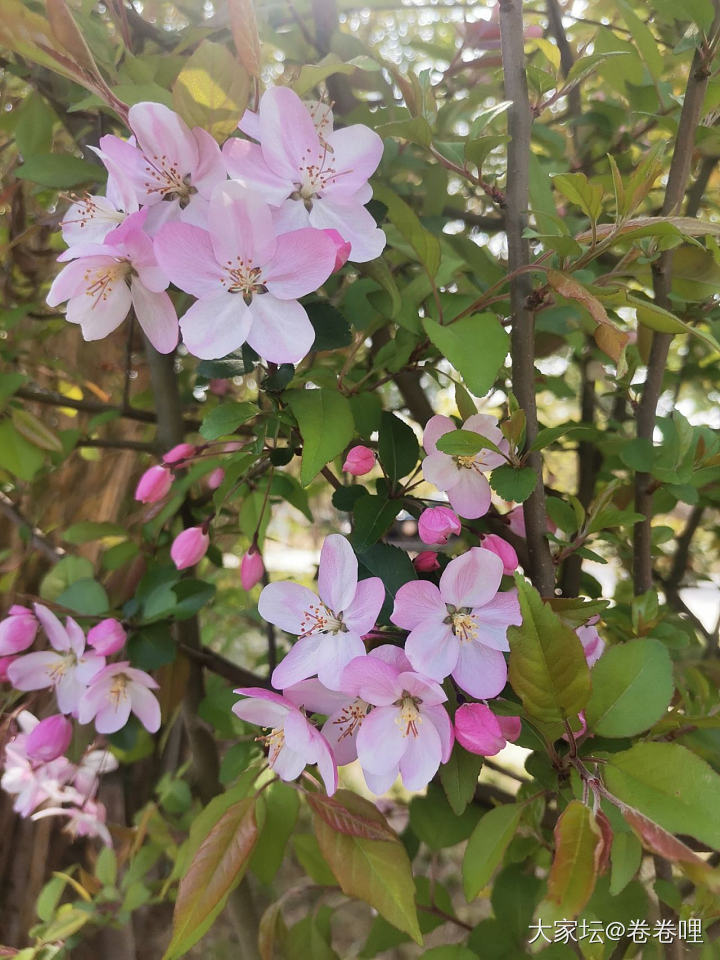 海棠微语_花