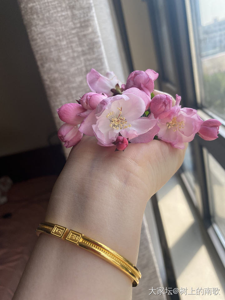 海棠花_钻石金