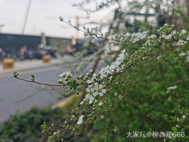 春暖花开，小区里逛逛_花植物